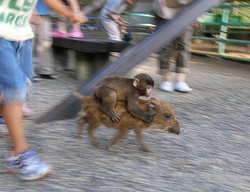 以前ニュースで話題になった、福知山動物園のニホンザル「みわちゃん」とウリボウ（猪の子供）