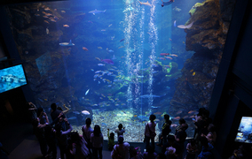 京都水族館のイルカショーのパフォーマンスは必見！