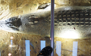 自然いっぱいの公園にリニューアルした京都市動物園は超快適！お得に入れる割引情報もご紹介！